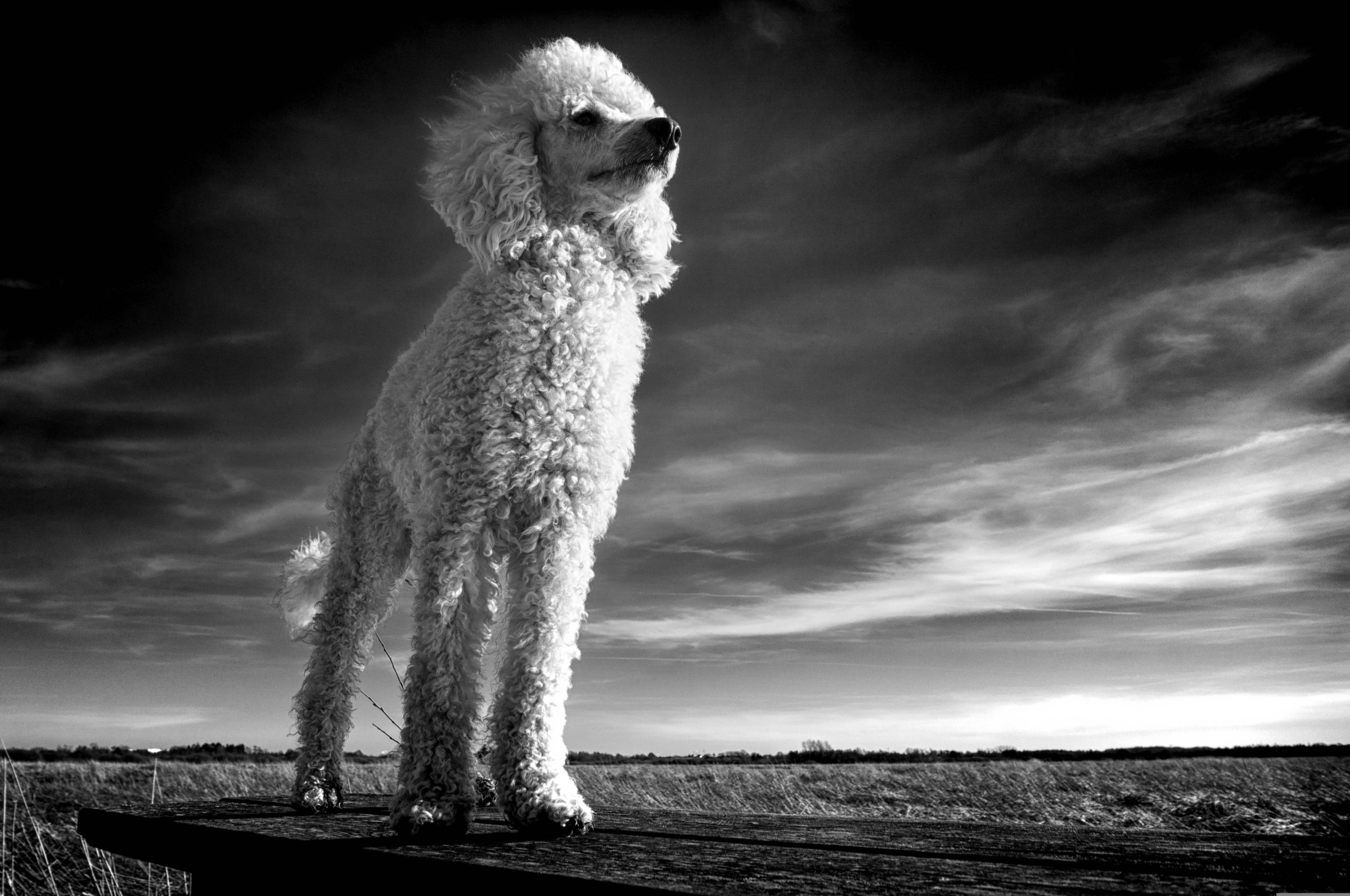 La fatídica caída de un perro desde un piso 13, que cobró cuatro vidas en Argentina