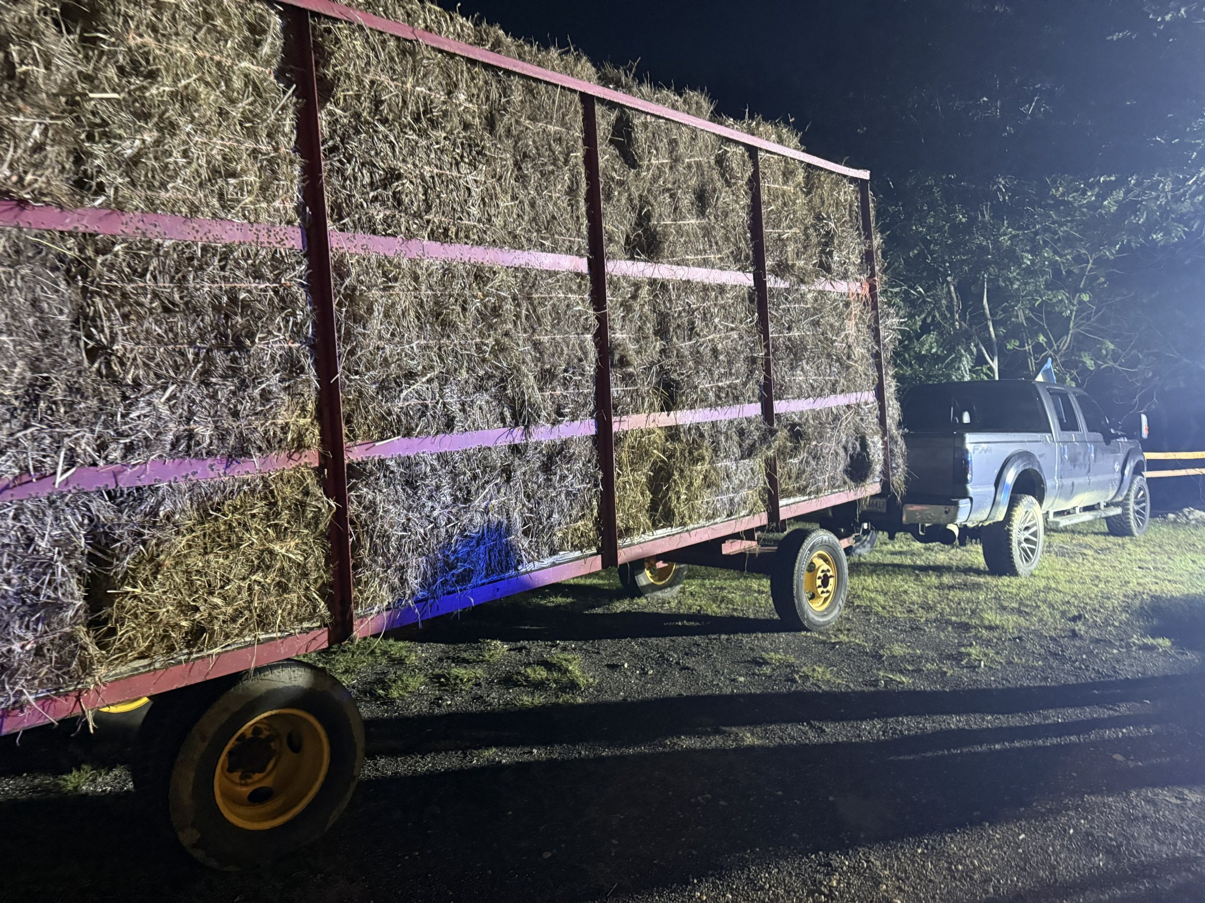 Radican cargos por el hurto de 400 pacas de heno en Barceloneta