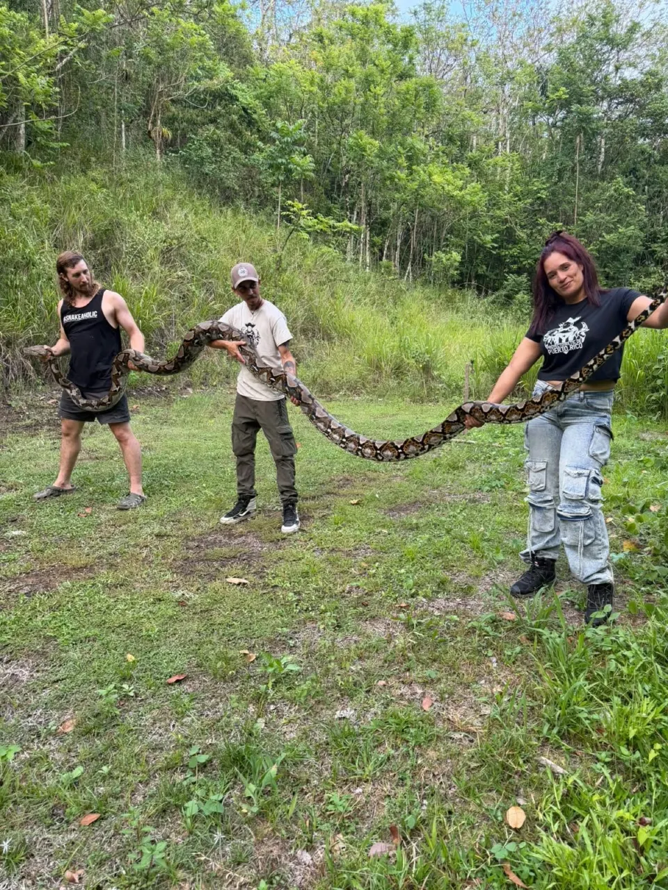 Enorme pitón sembraba el terror en Naranjito