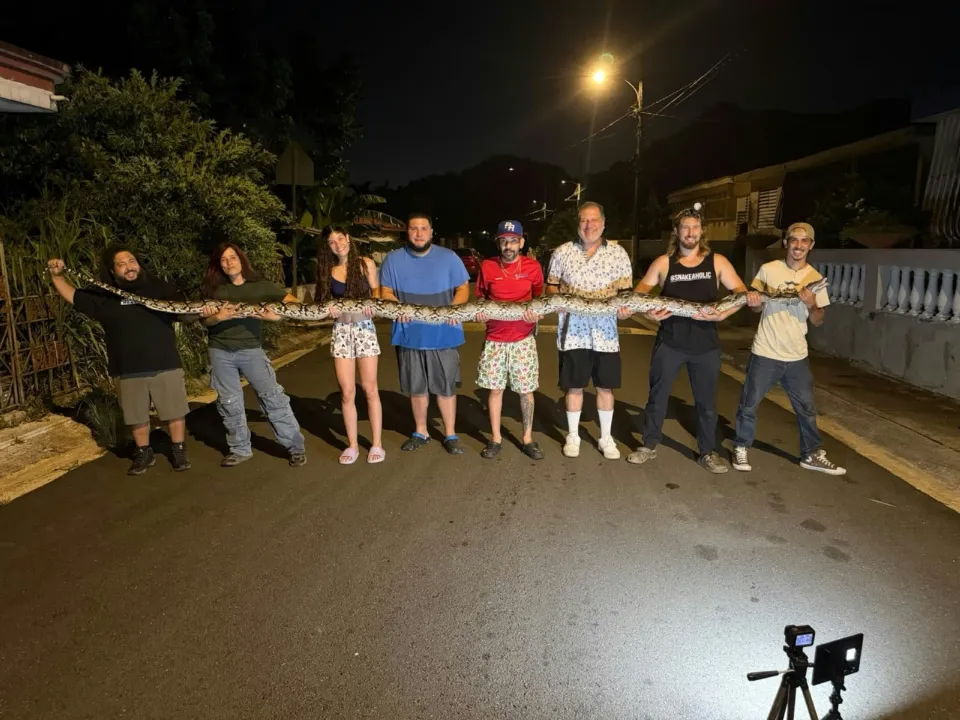 Enorme pitón sembraba el terror en Naranjito